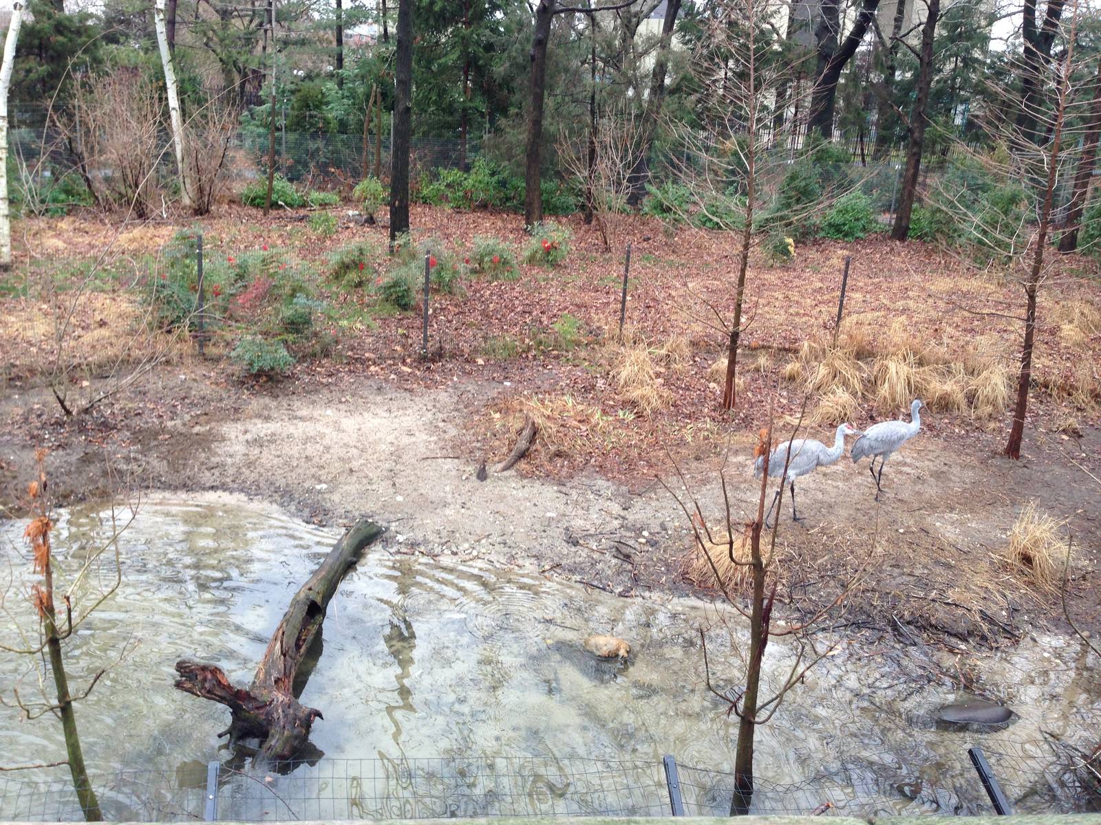 Queens Zoo- Sandhill Crane