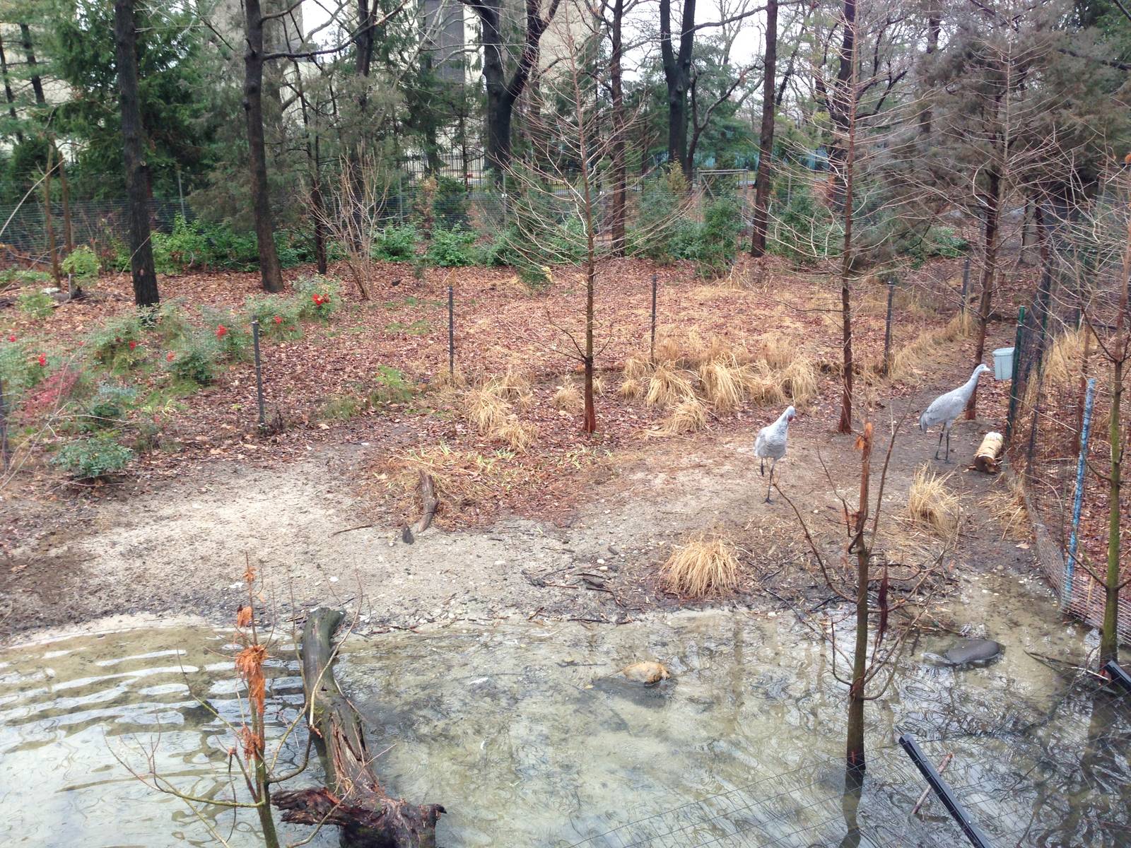 Queens Zoo- Sandhill Crane