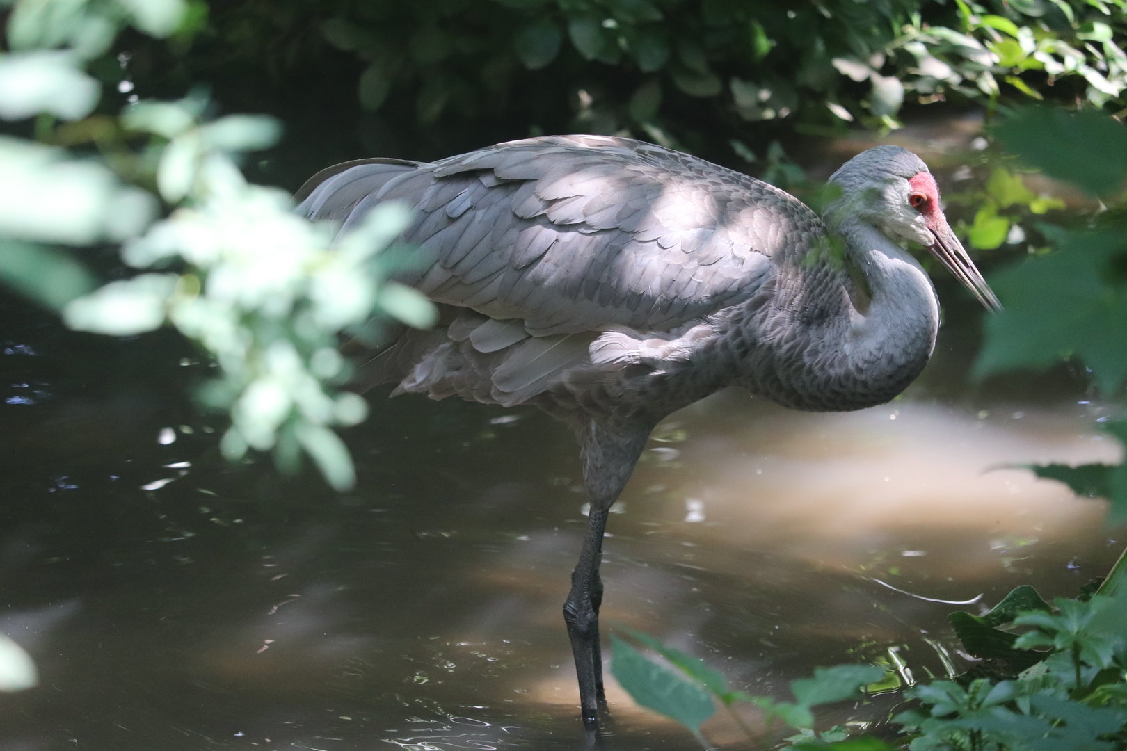 Queens Zoo - Sandhill Crane