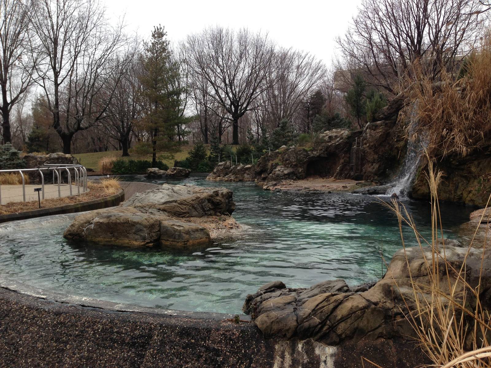 Queens Zoo- Sea Lion