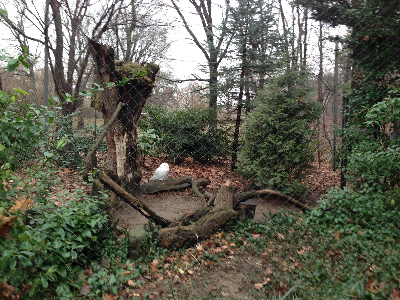 Queens Zoo- Snowy Owl