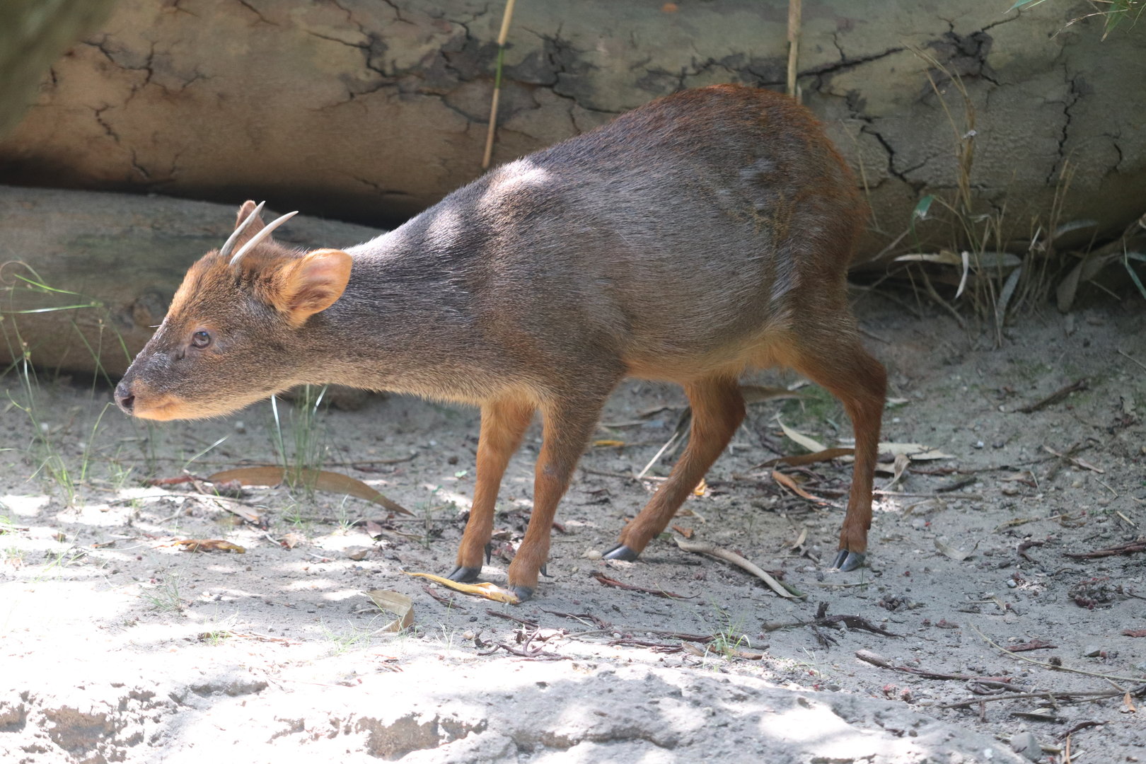 Queens Zoo - Southern Pudu