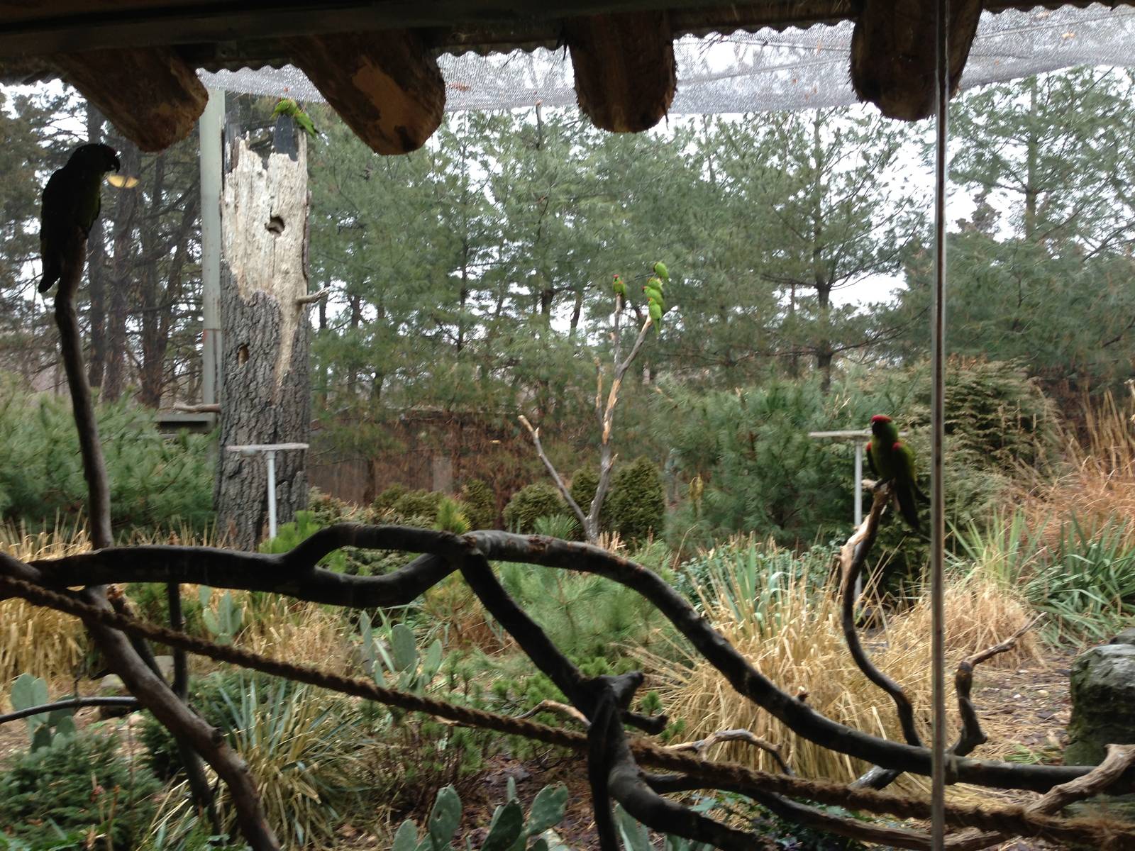 Queens Zoo- Thick Billed Parrot/ Roadrunner