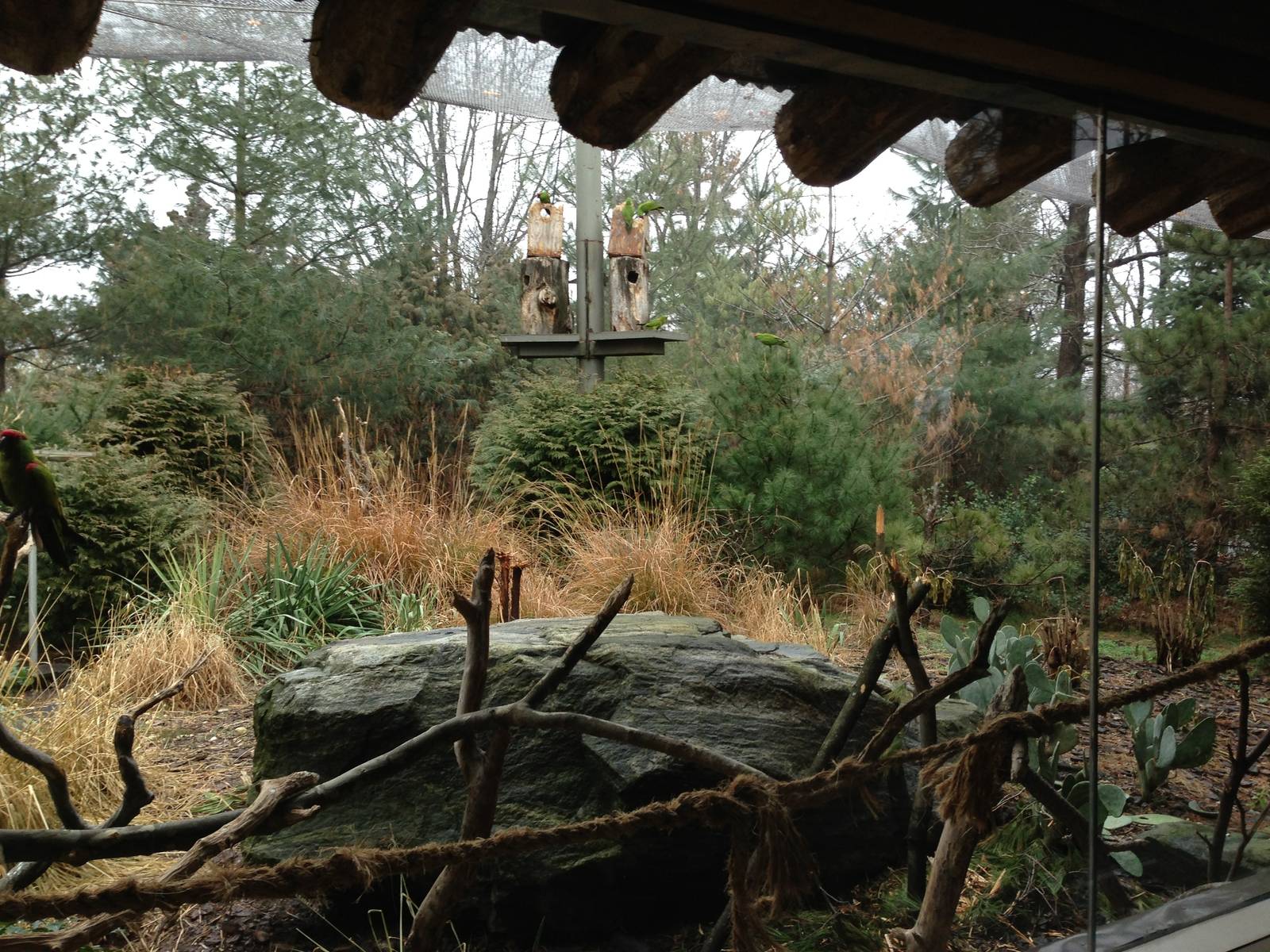Queens Zoo- Thick Billed Parrot/ Roadrunner
