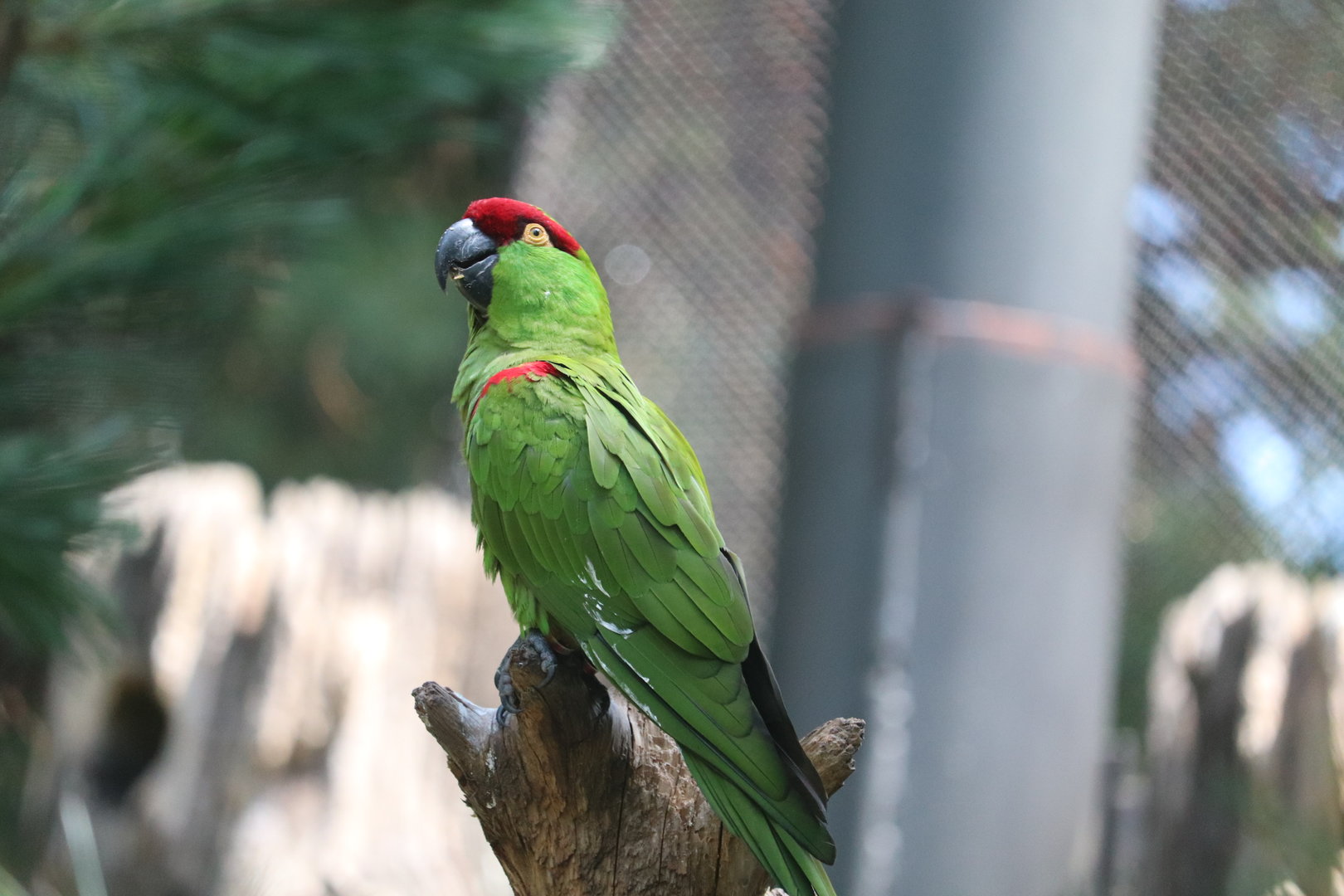Queens Zoo -  Thick-Billed Parrot