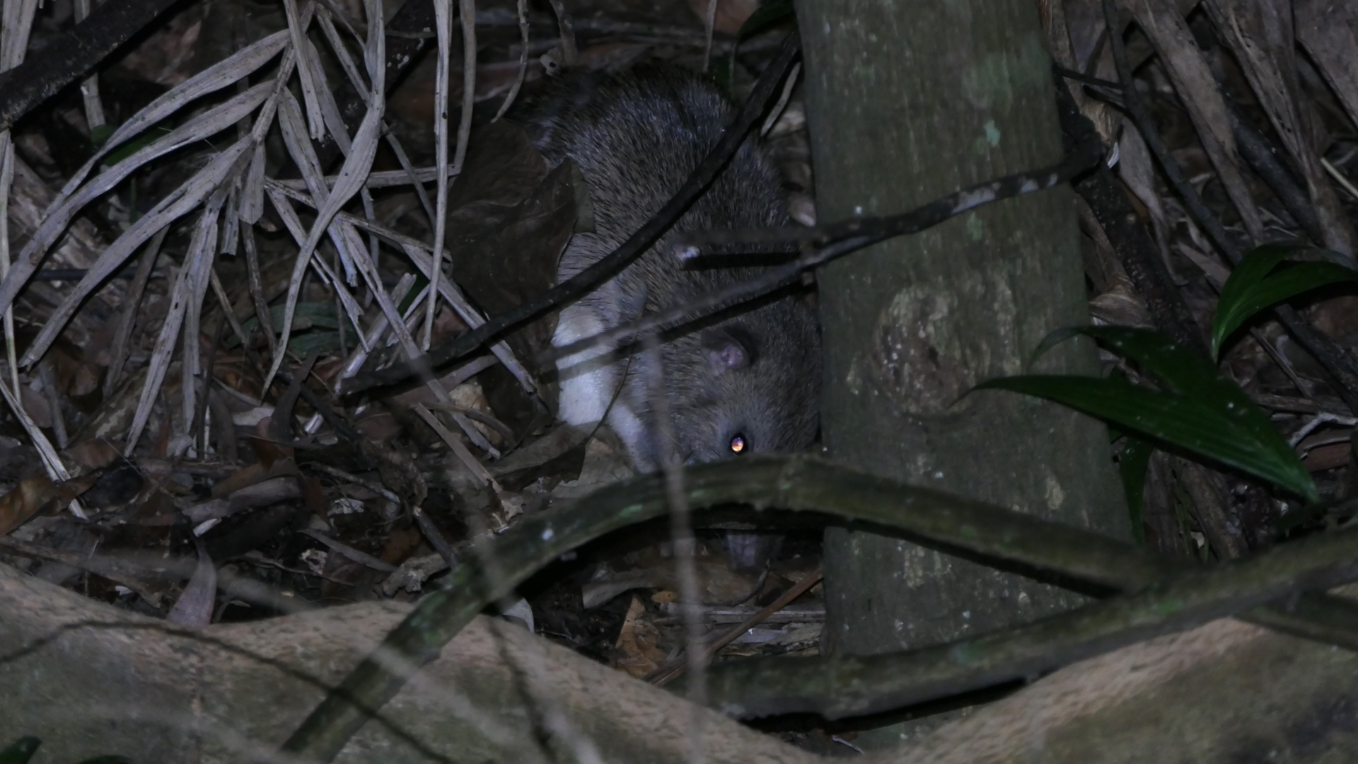 Queensland Barred Bandicoot