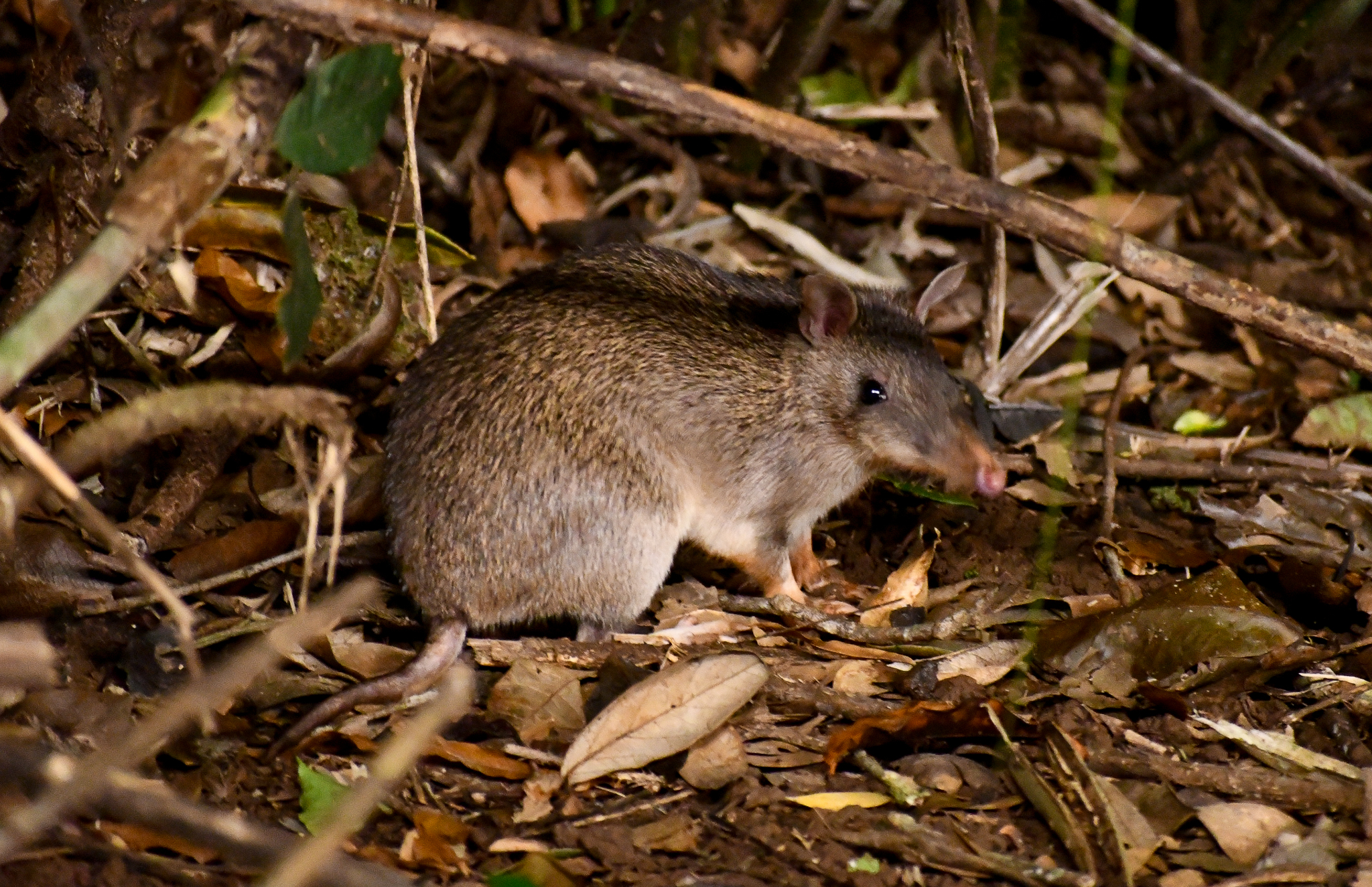Queensland Barred Bandicoot