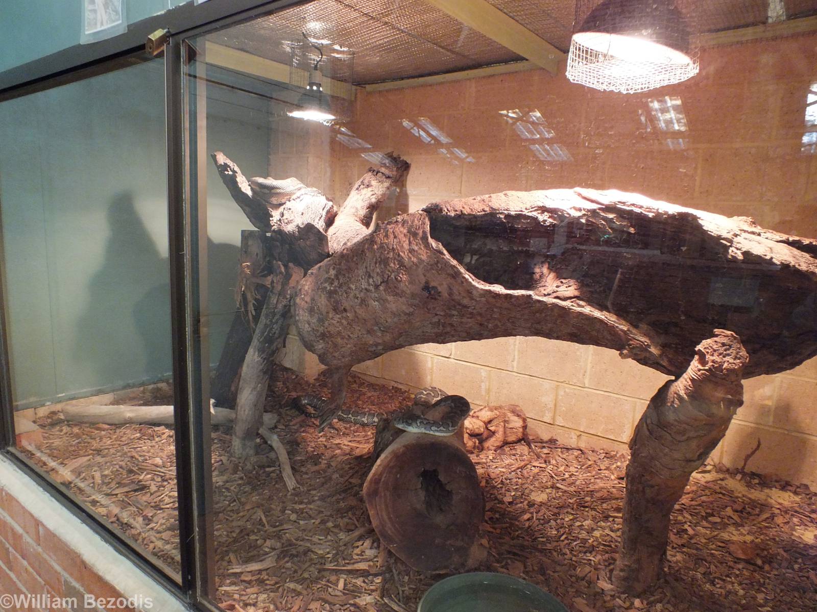 Queensland Carpet Python Enclosure