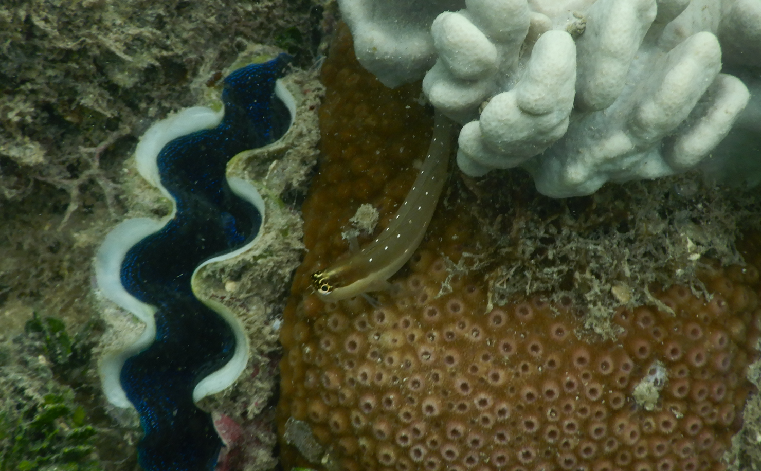 Queensland Combtooth Blenny (Ecsenius mandibularis)