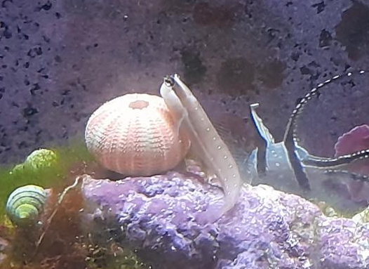 Queensland Combtooth Blenny