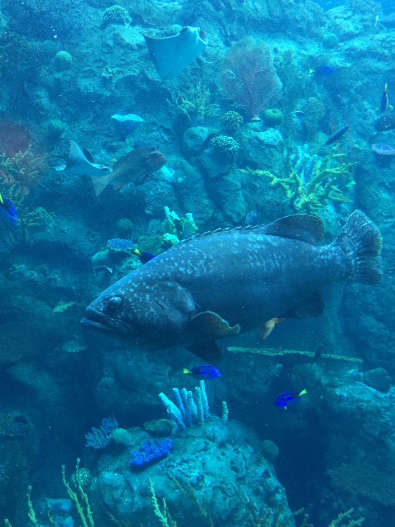 Queensland Grouper 3-18-2018