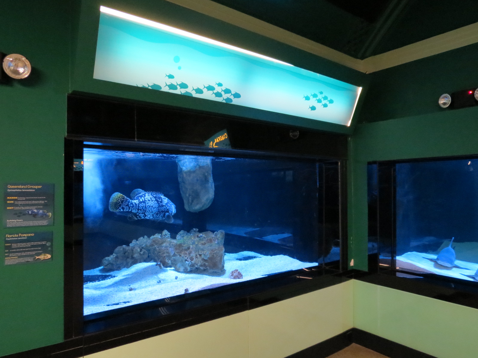 Queensland Grouper and Florida Pompano Exhibit