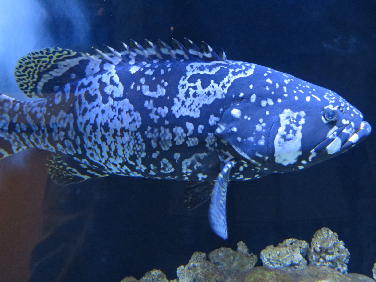 Queensland Grouper and Florida Pompano Exhibit
