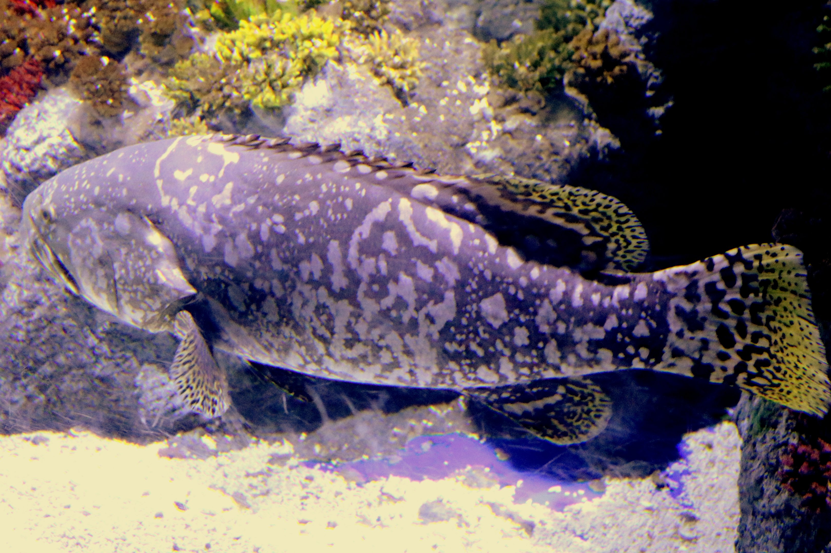 Queensland grouper; Bristol Aquarium; 24th July 2021