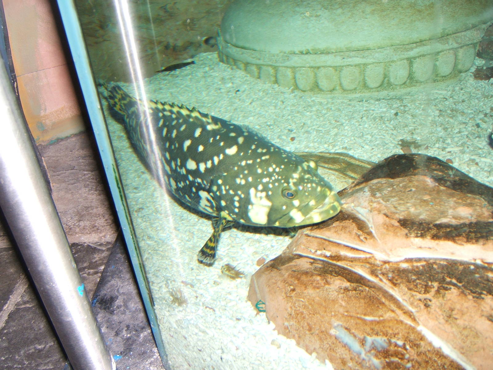 Queensland Grouper (Epinephelus lanceolatus)