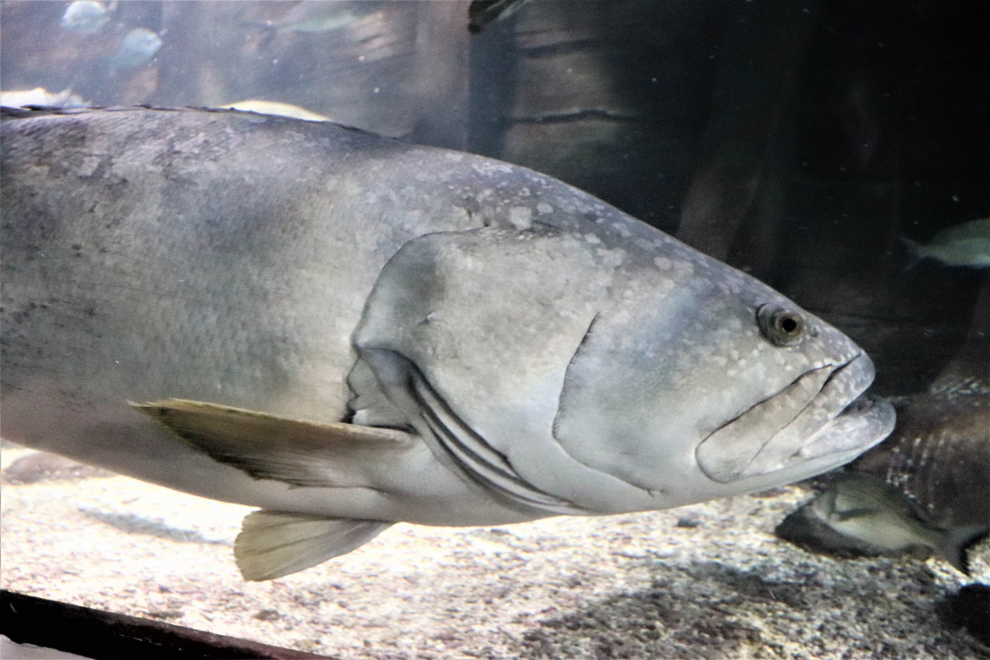 Queensland Grouper (Epinephelus lanceolatus)