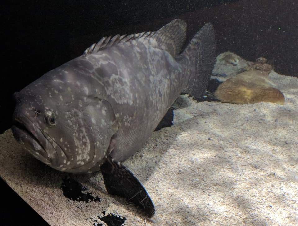 Queensland grouper (Epinephelus lanceolatus)
