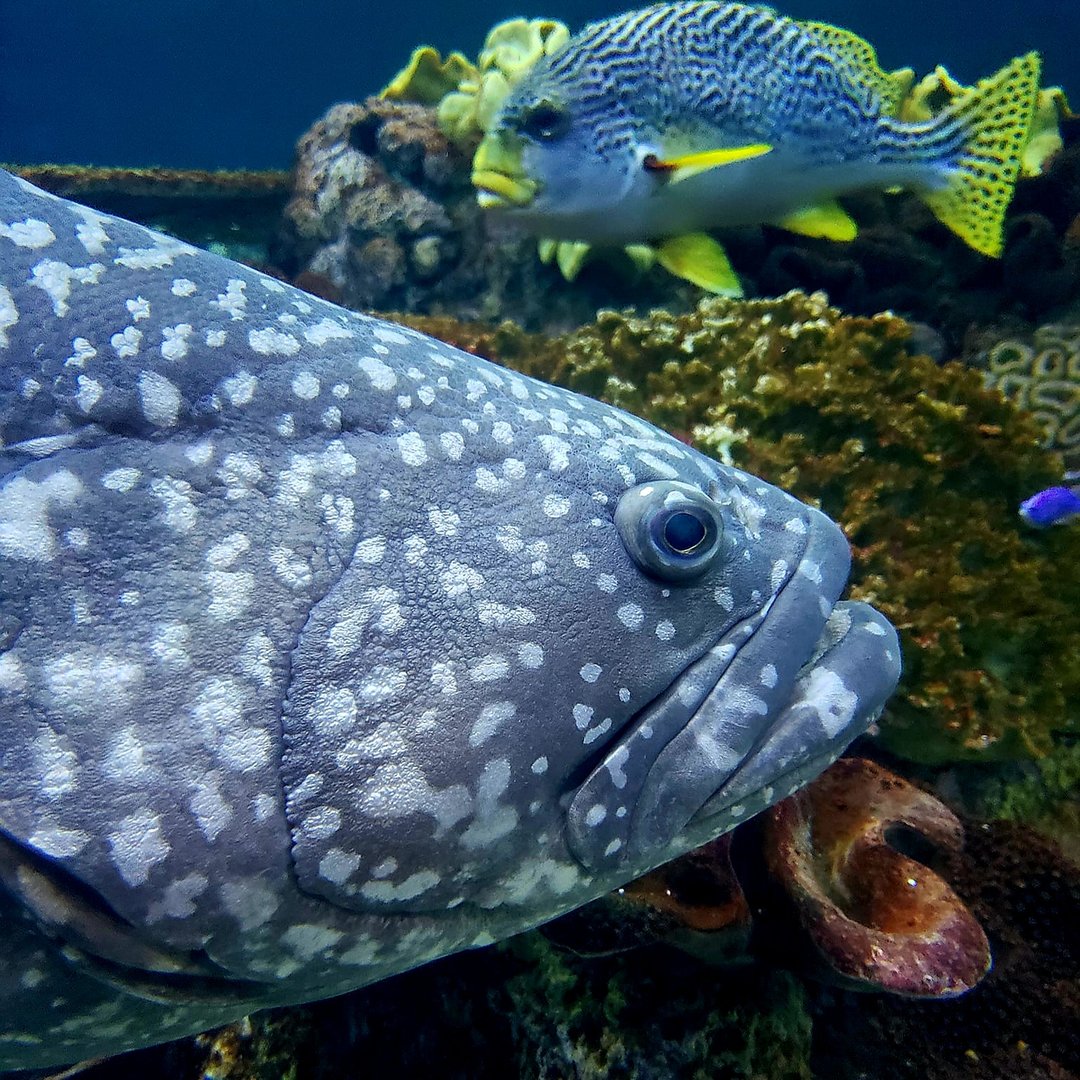 Queensland Grouper (Epinephelus lanceolatus)