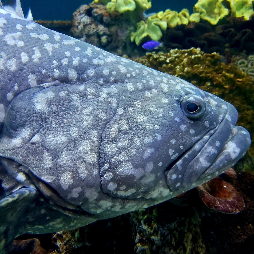 Queensland Grouper (Epinephelus lanceolatus)