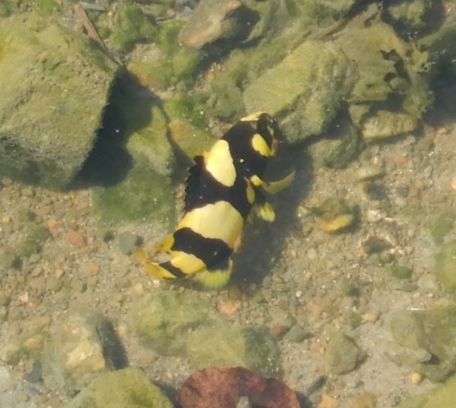 Queensland Grouper juvenile