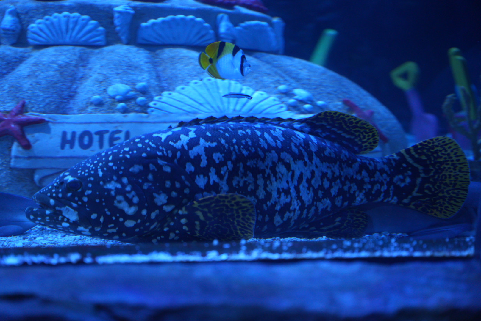 Queensland Grouper (juvenile)