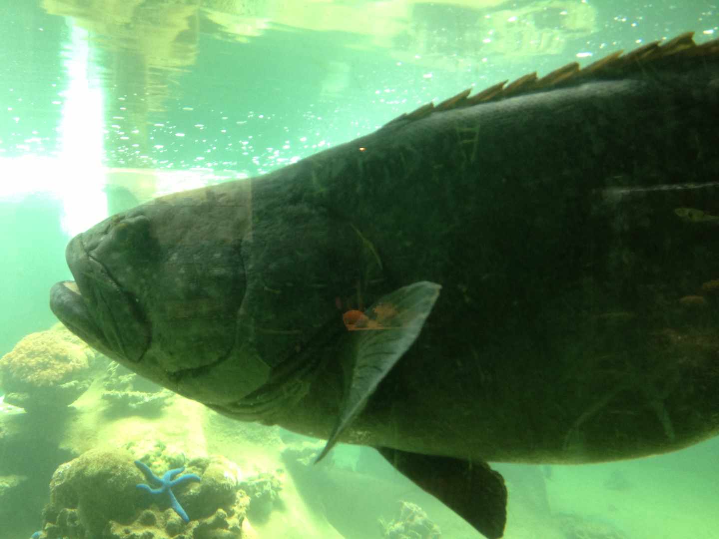 Queensland Grouper - Neptune's Reefworld 2013