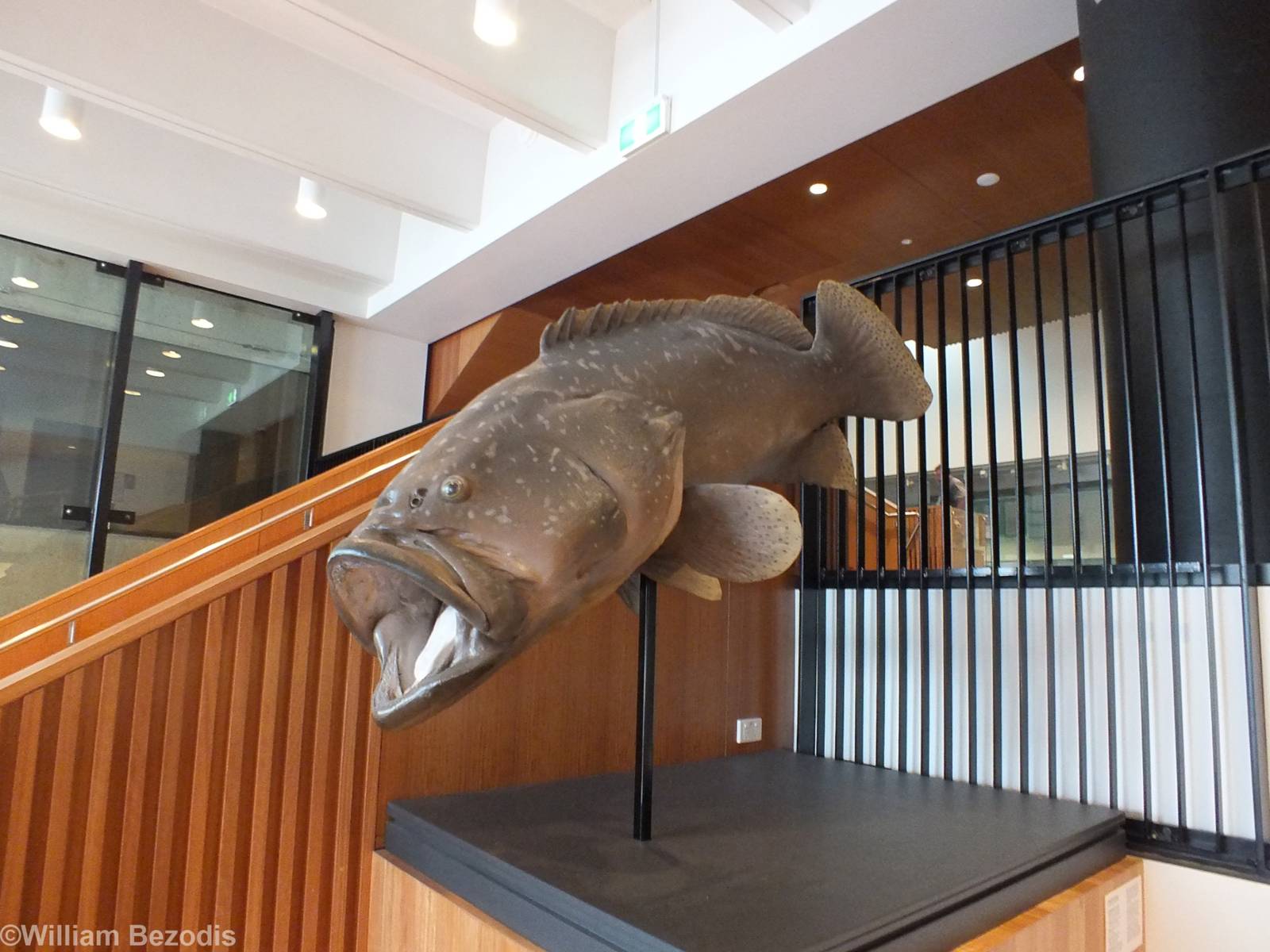 Queensland Grouper - Queensland Museum