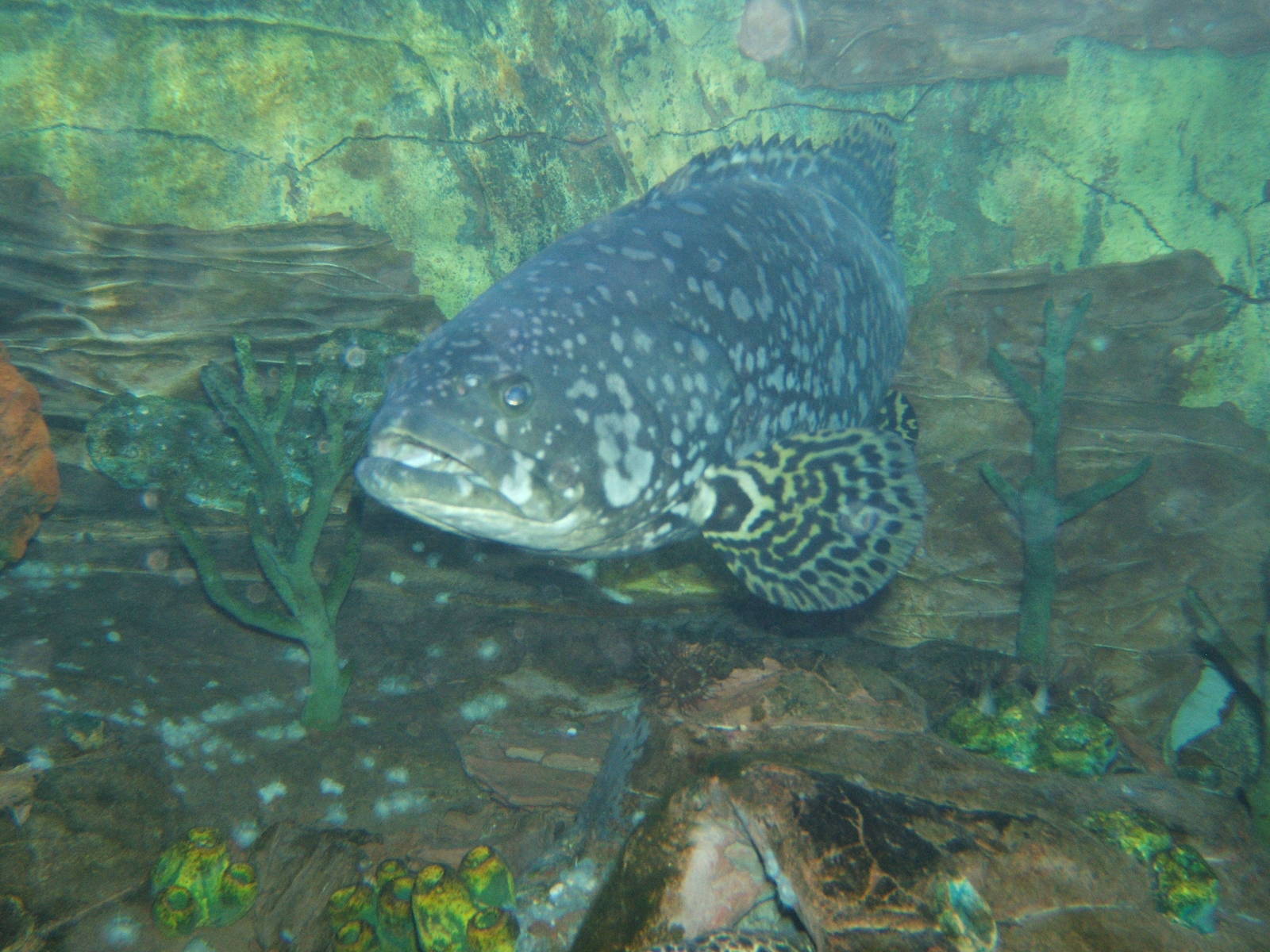 Queensland Grouper