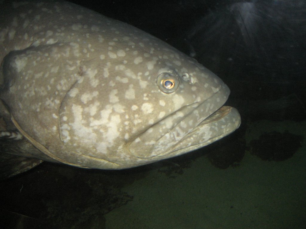 Queensland Grouper