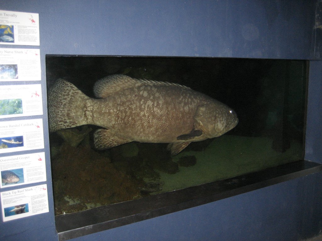 Queensland Grouper
