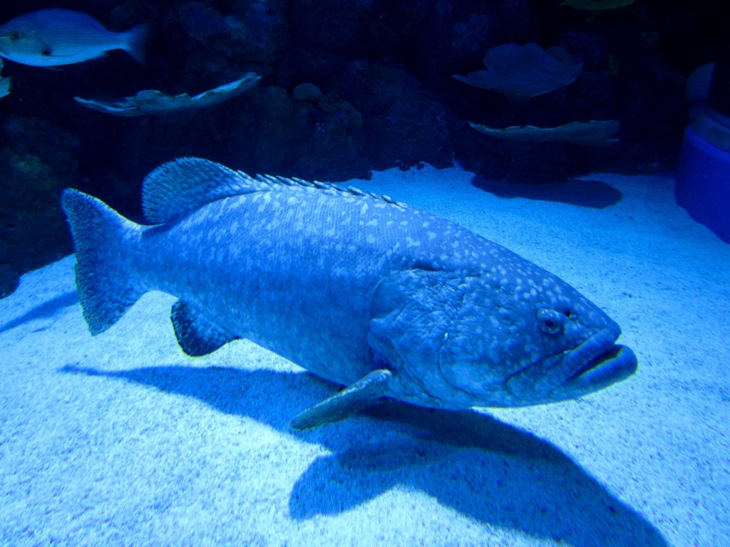 Queensland Grouper