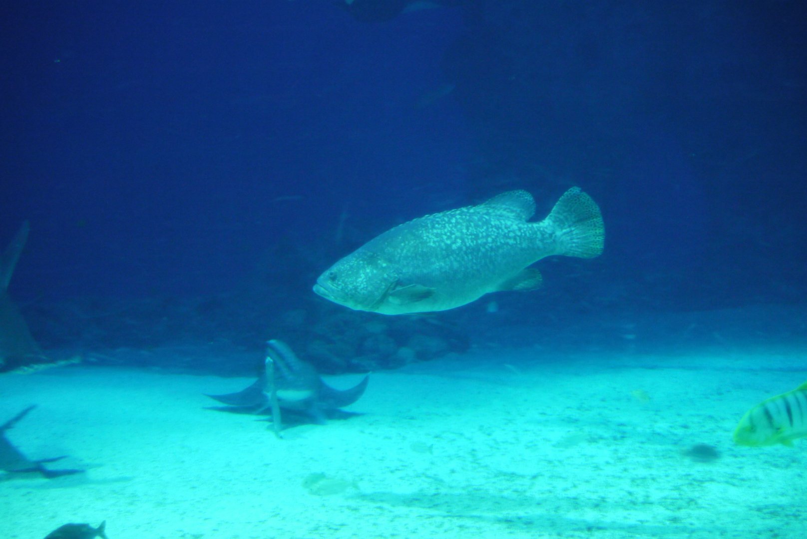 Queensland Grouper