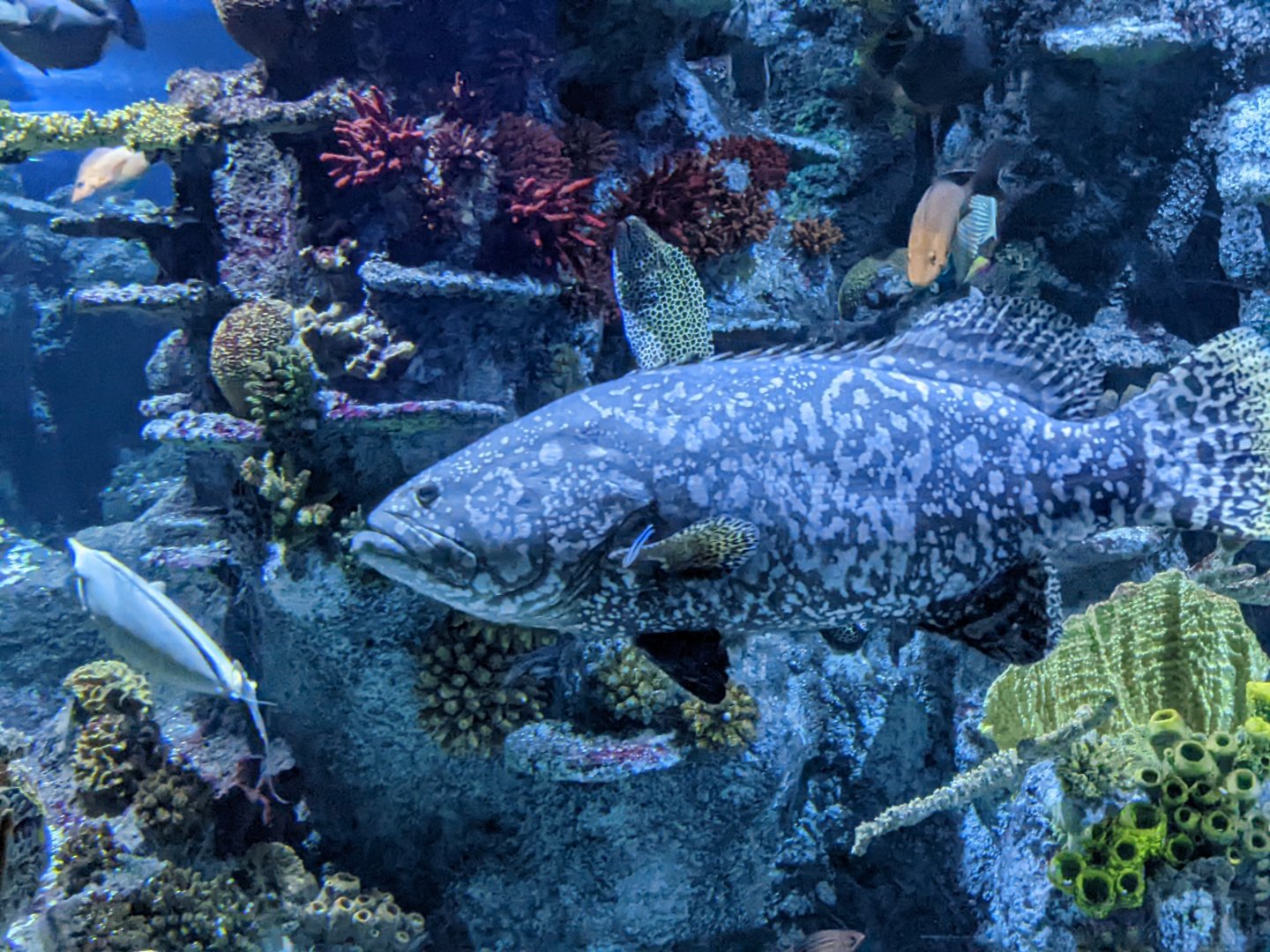 Queensland Grouper