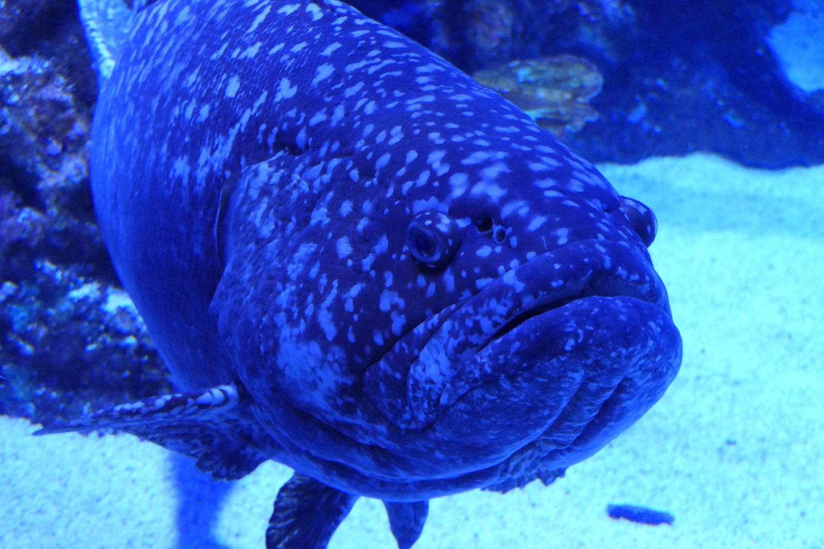 Queensland Grouper