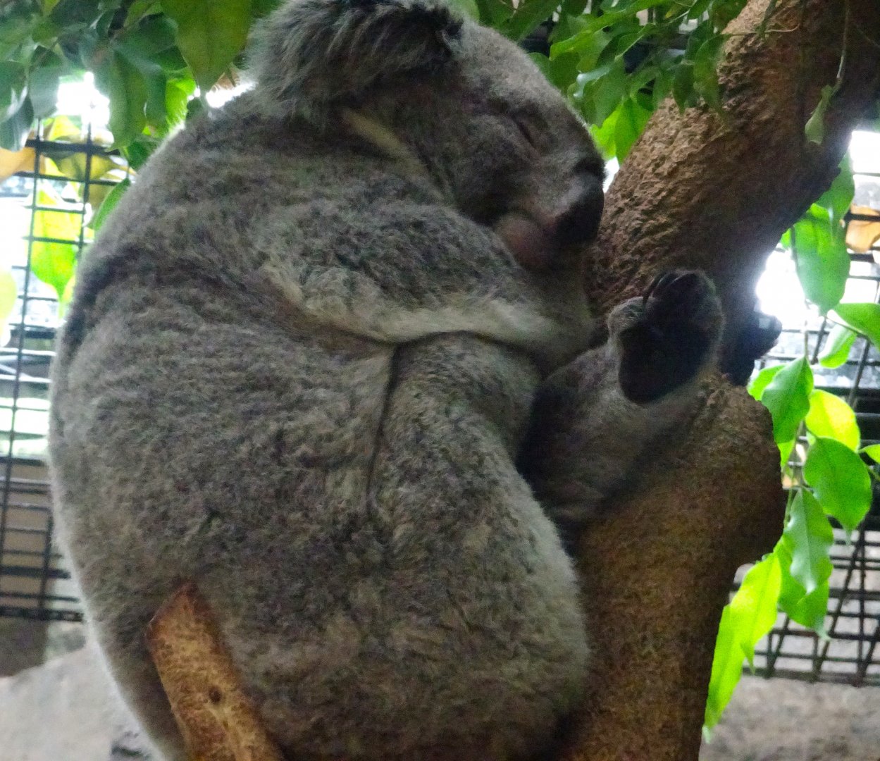 Queensland Koala 19 May 2025