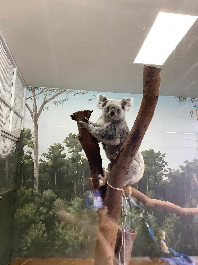 Queensland Koala 3/20/24