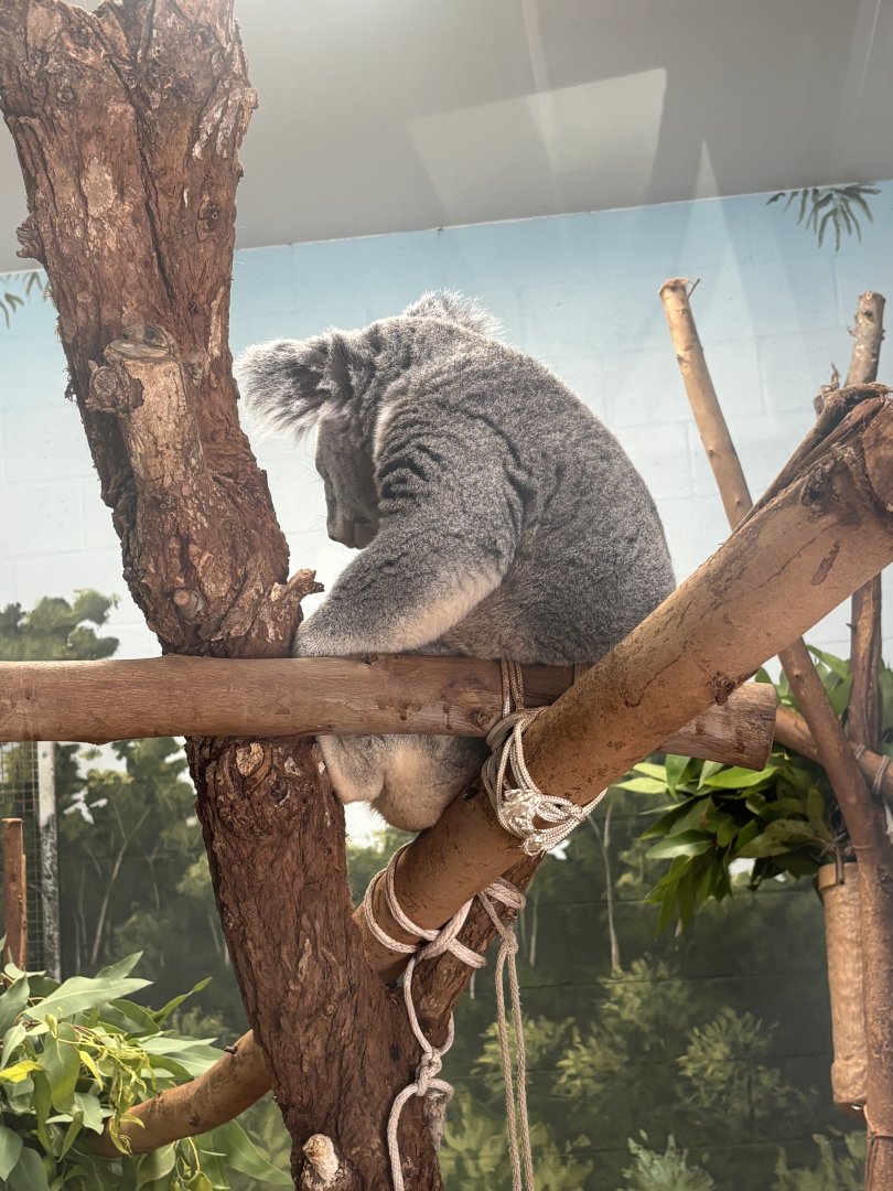 Queensland Koala - 5/27/2025