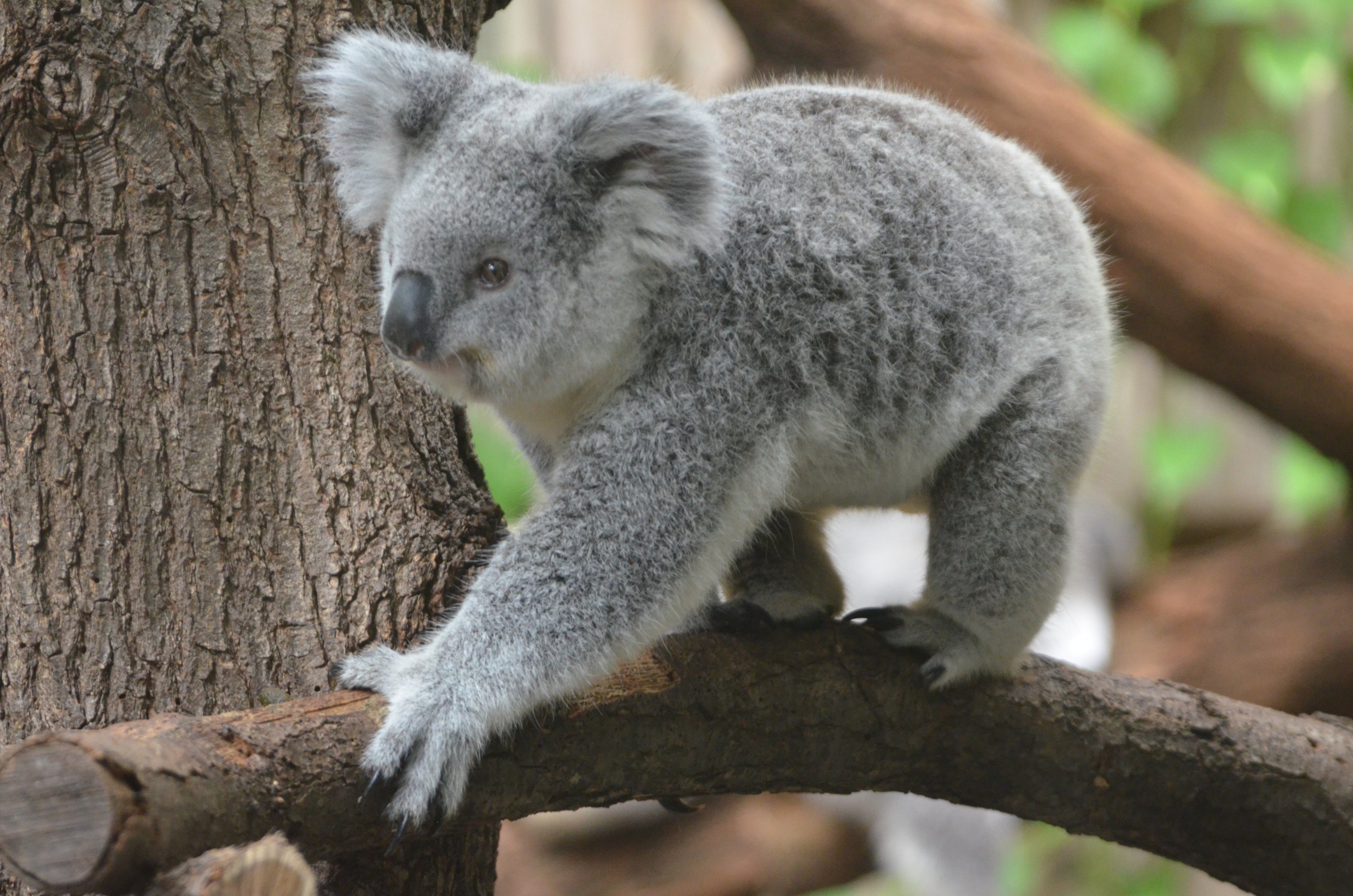 Queensland Koala at Duisburg, 17/06/19