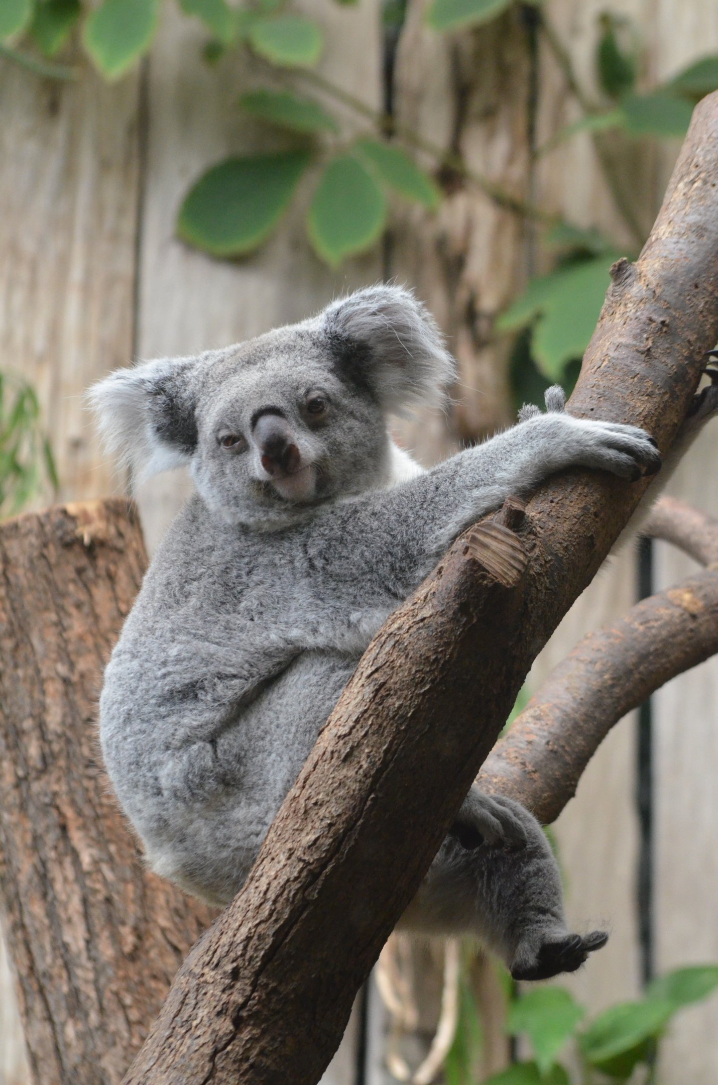 Queensland Koala at Duisburg, 17/06/19