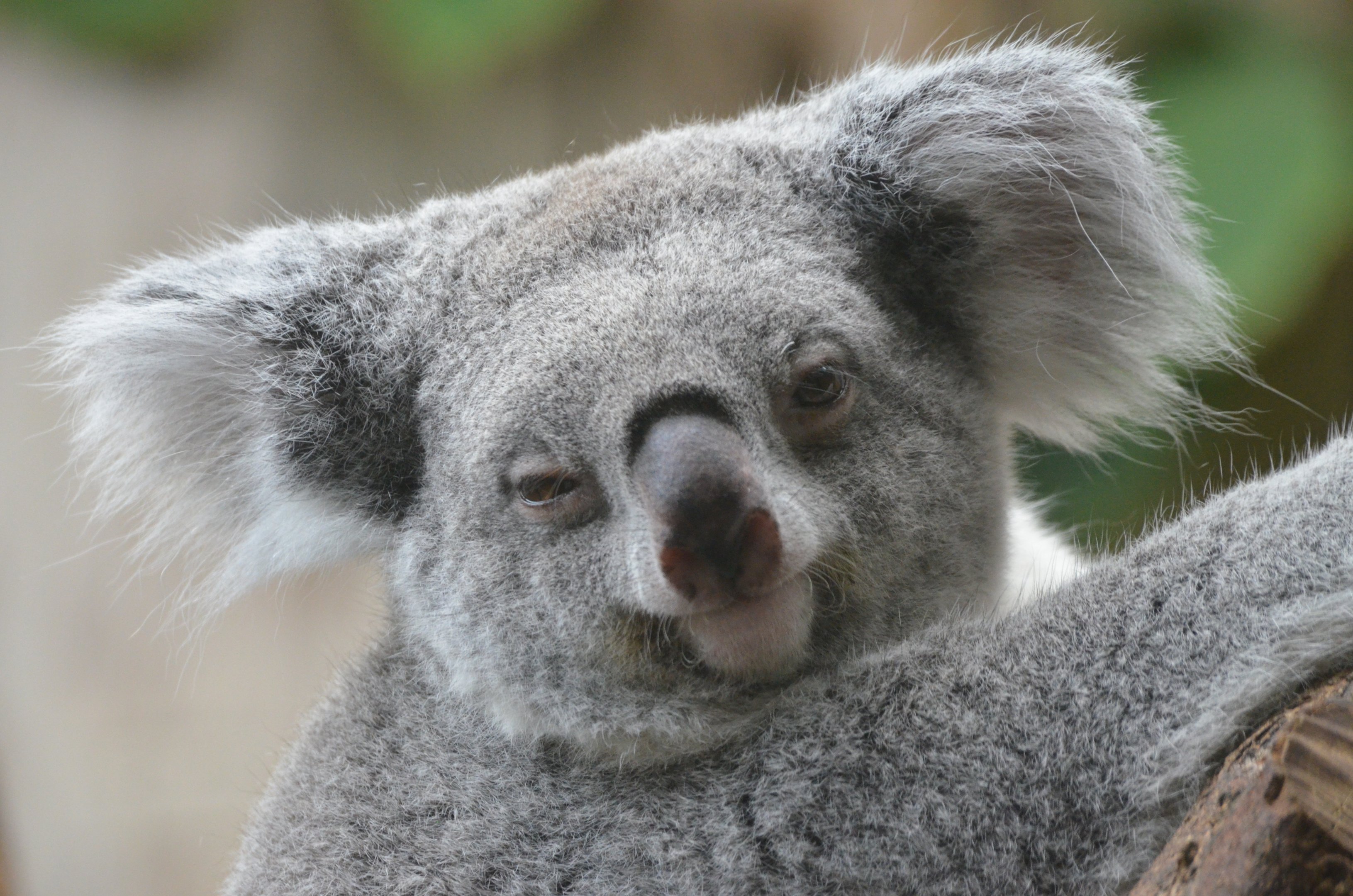 Queensland Koala at Duisburg, 17/06/19