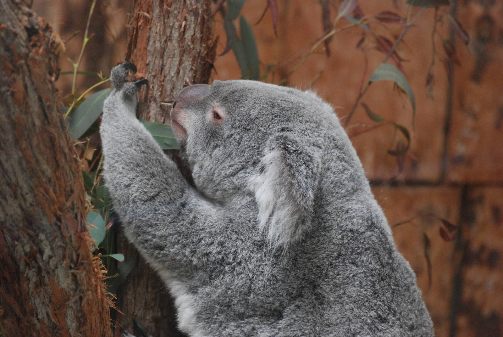Queensland Koala at Lisbon Zoo, 24/05/11