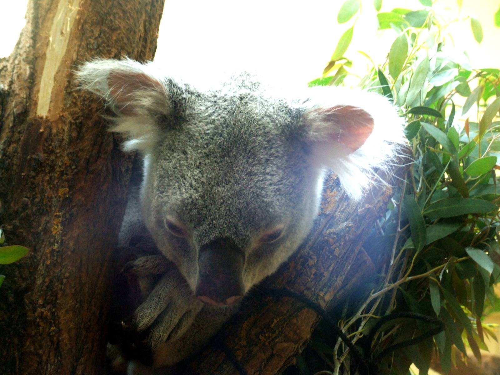 Queensland Koala at Vienna, 14/06/13