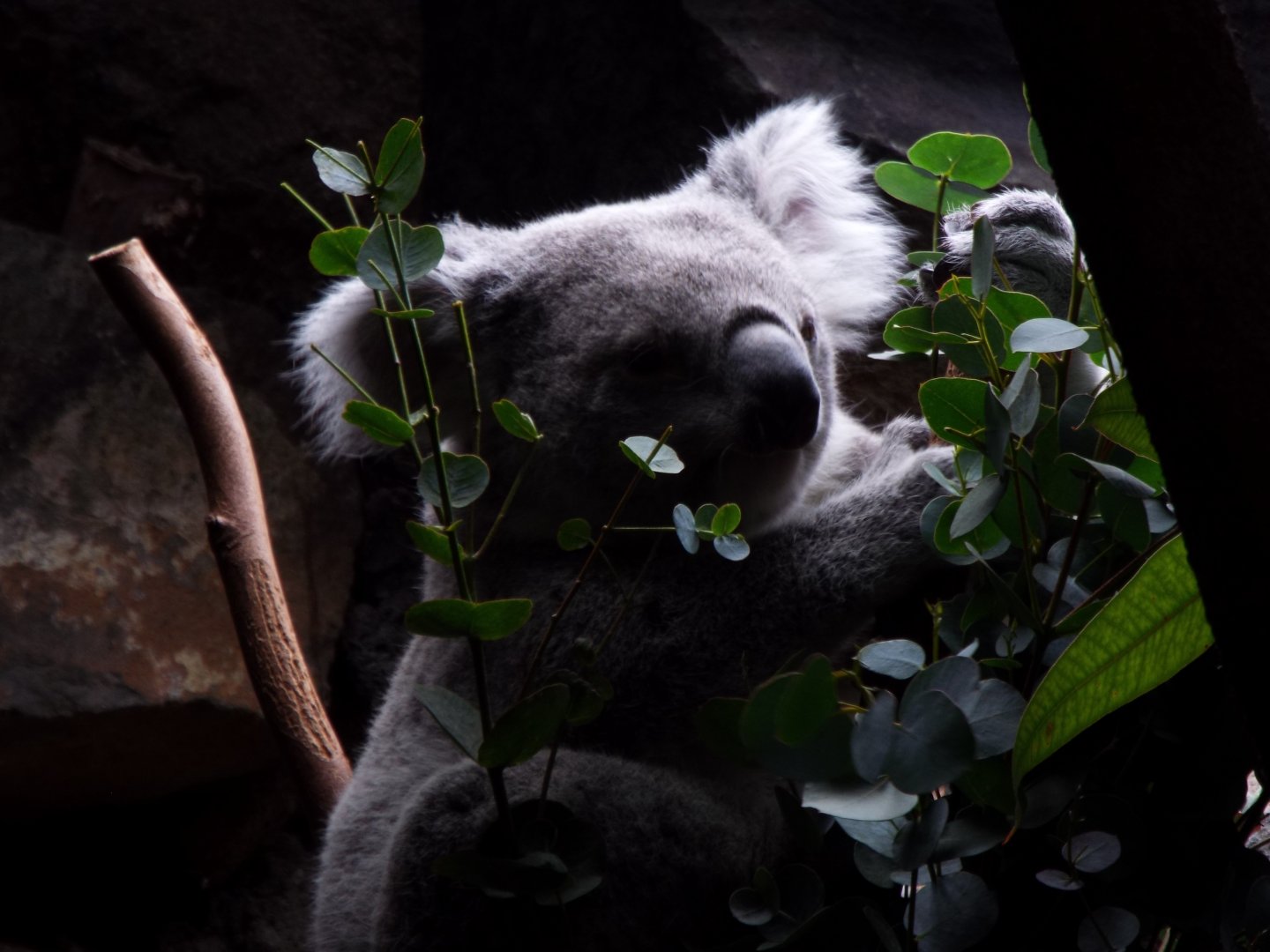 Queensland Koala, Edinburgh Zoo