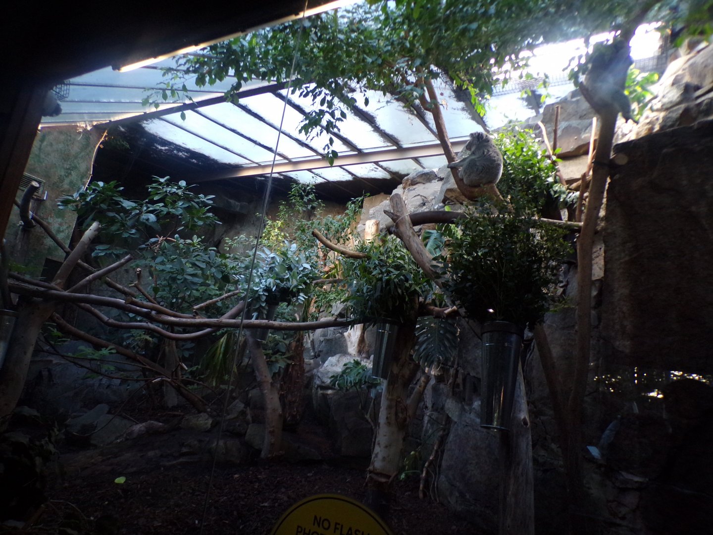 Queensland koala enclosure 1.1.24