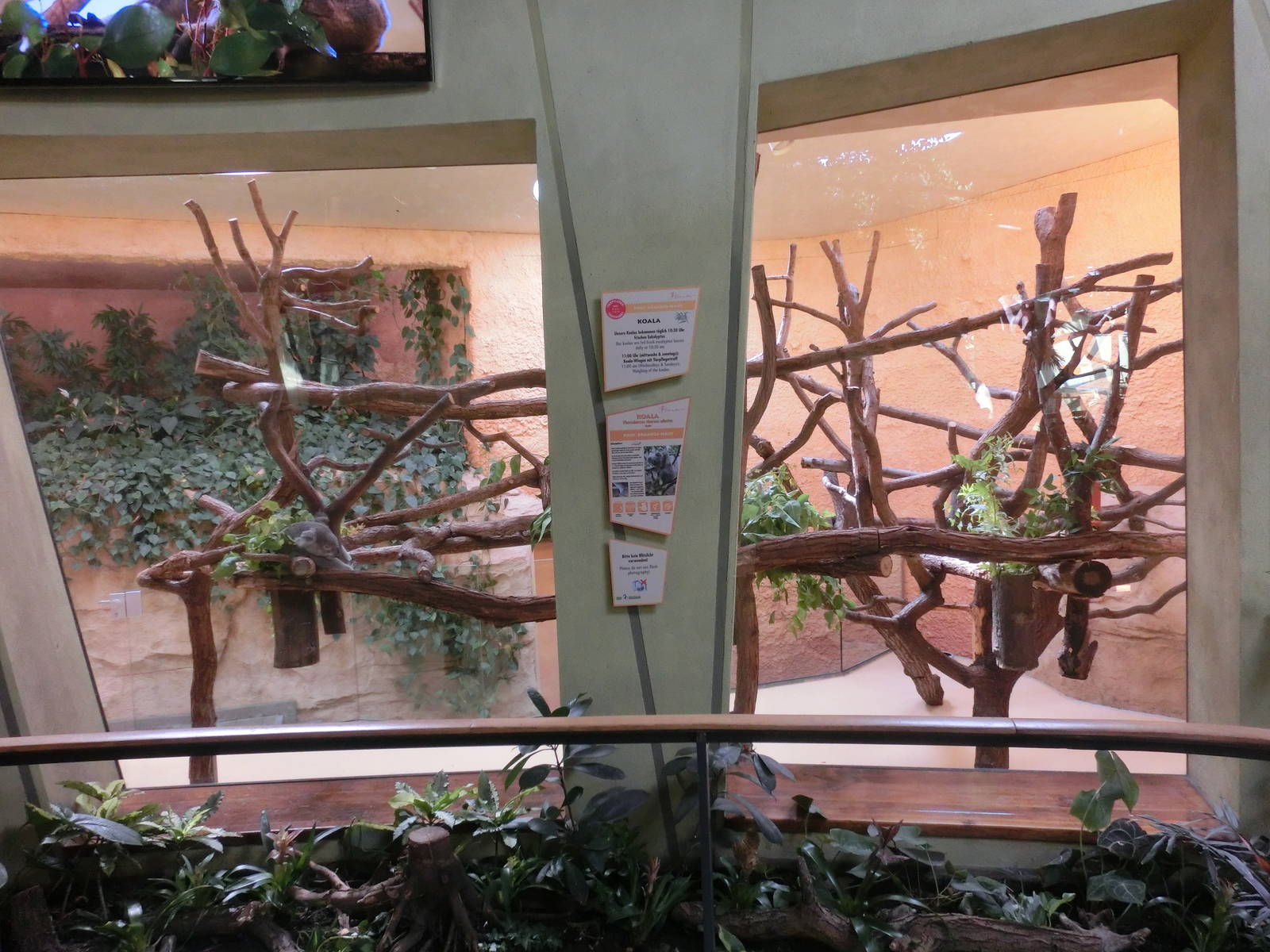 Queensland koala enclosure - Zoo Dresden