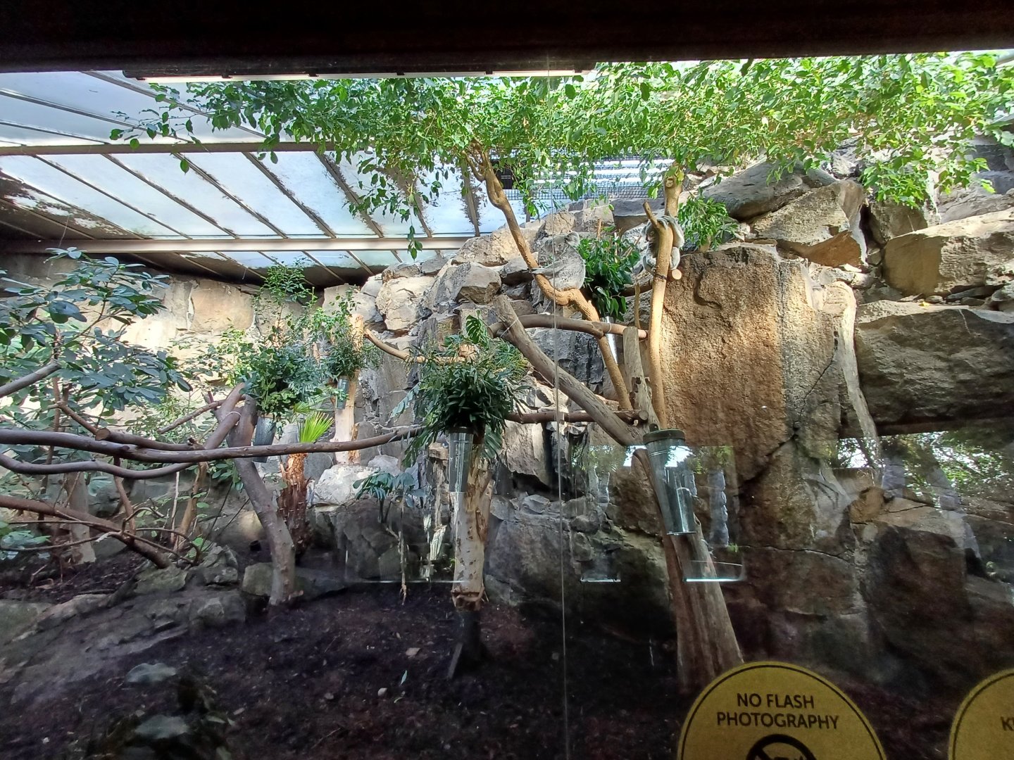 Queensland Koala- enclosure