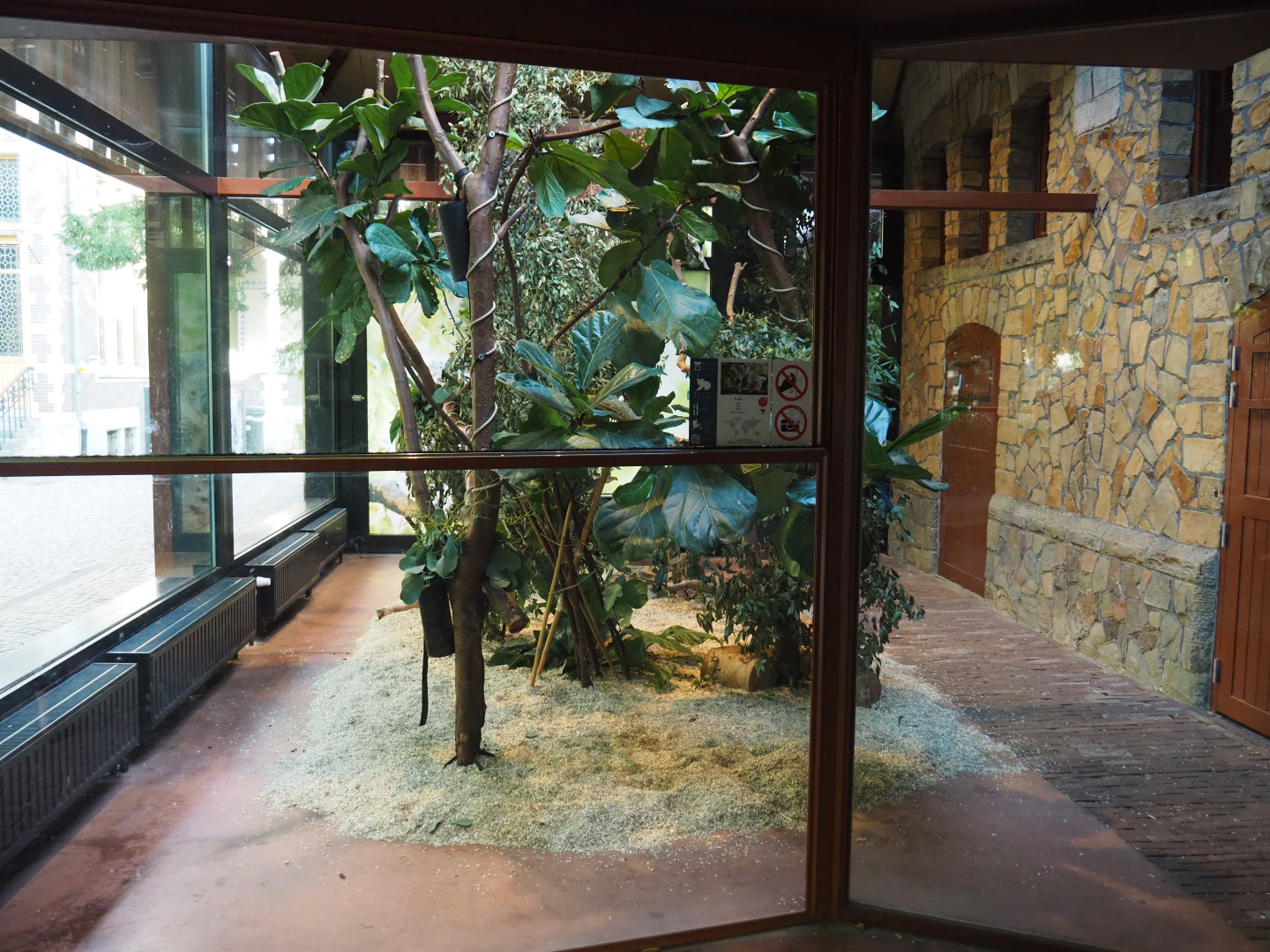 Queensland koala exhibit, 2020-09-20