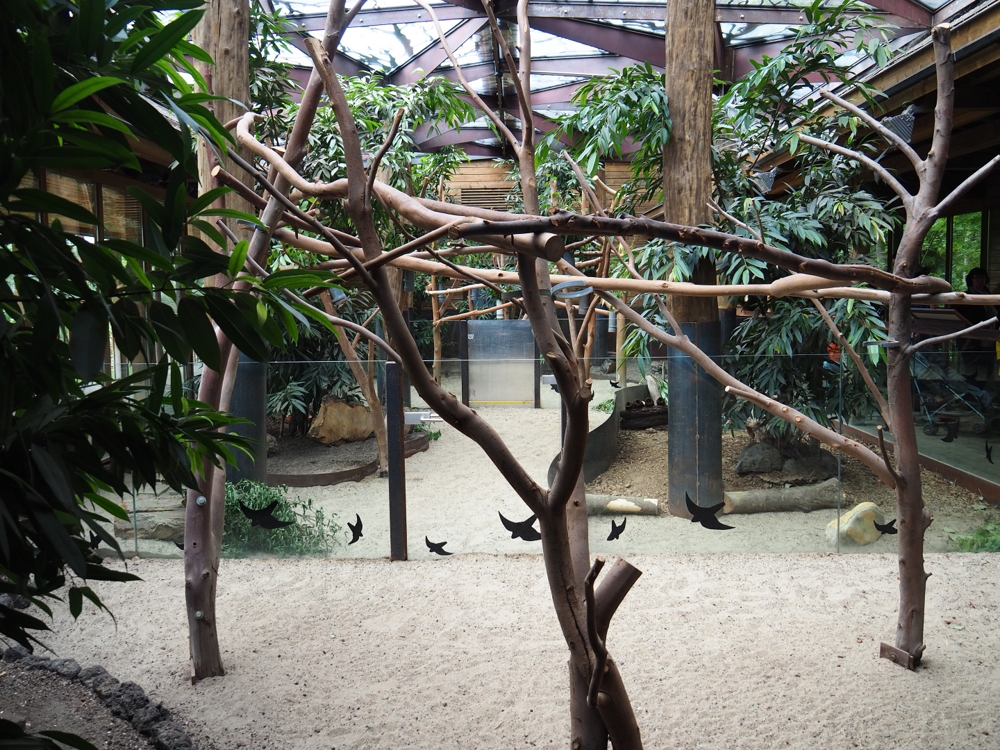 Queensland koala exhibits, 2019-10-04
