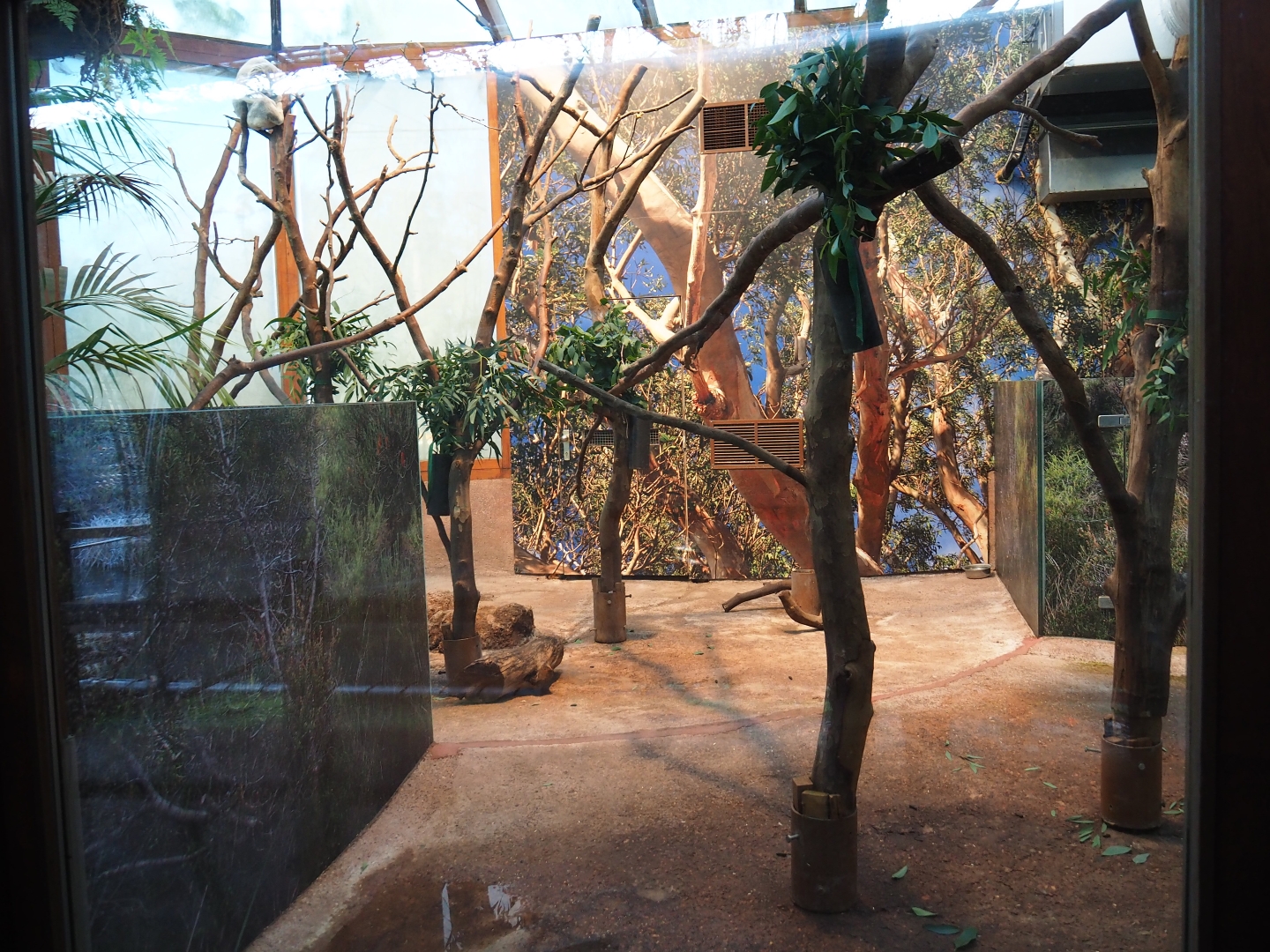 Queensland koala exhibits (Jan 20th, 2019)