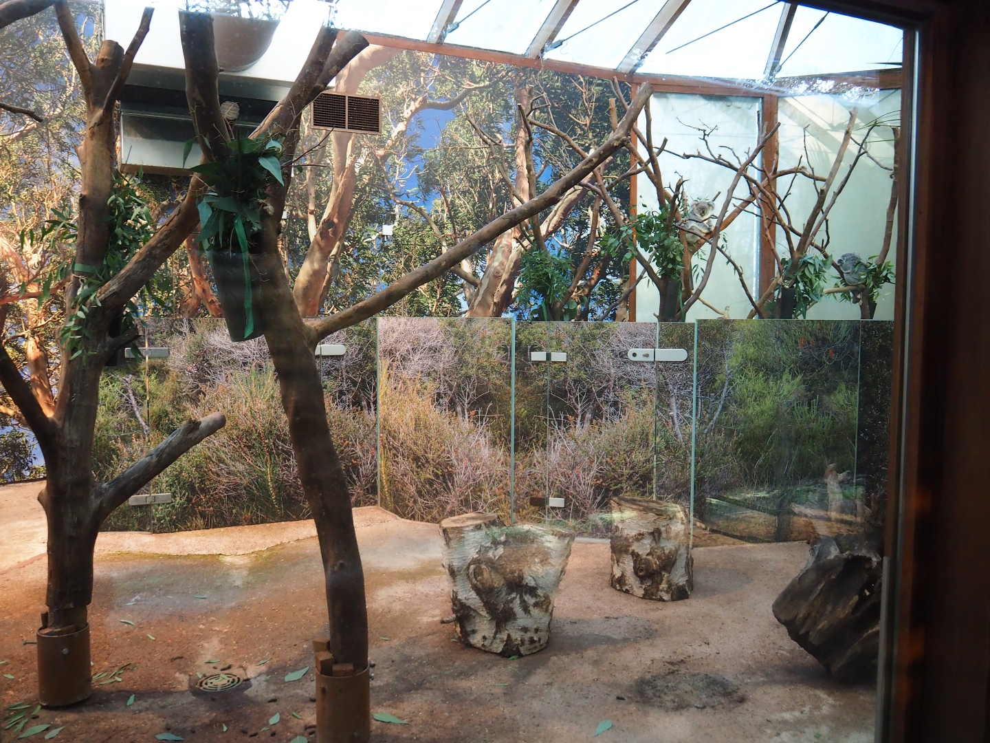 Queensland koala exhibits (Jan 20th, 2019)